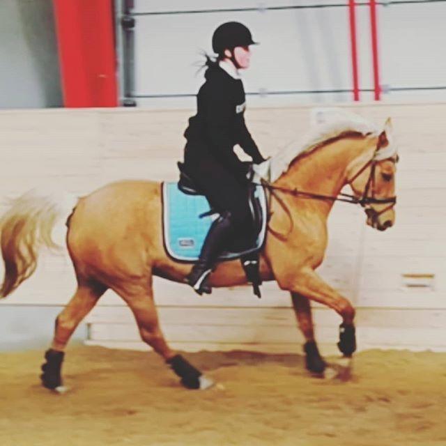 Palomino Sunshine - 07.04.18 Gule i blå til dressur for første gang i den nye hal!<3 billede 13