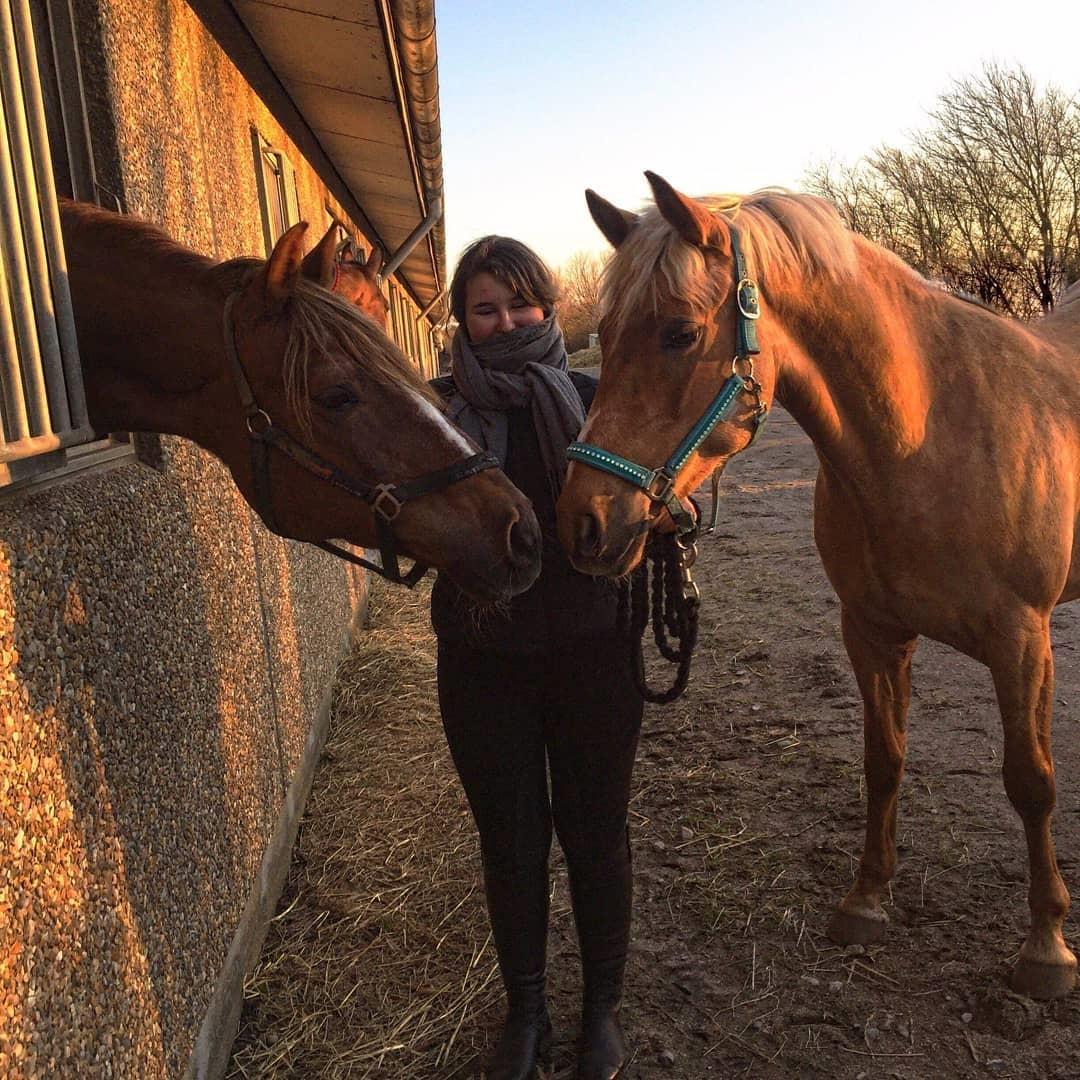 Palomino Sunshine - 02.02.18 Sunshine og Gibber hilser inden Gibber skal hentes af sine nye ejere<3 billede 12