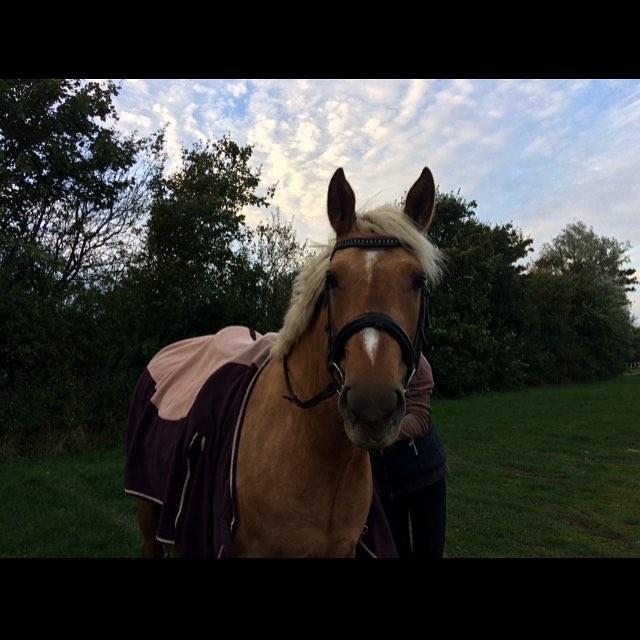 Palomino Sunshine - 01.10.17. Første tur på hende<3 billede 2