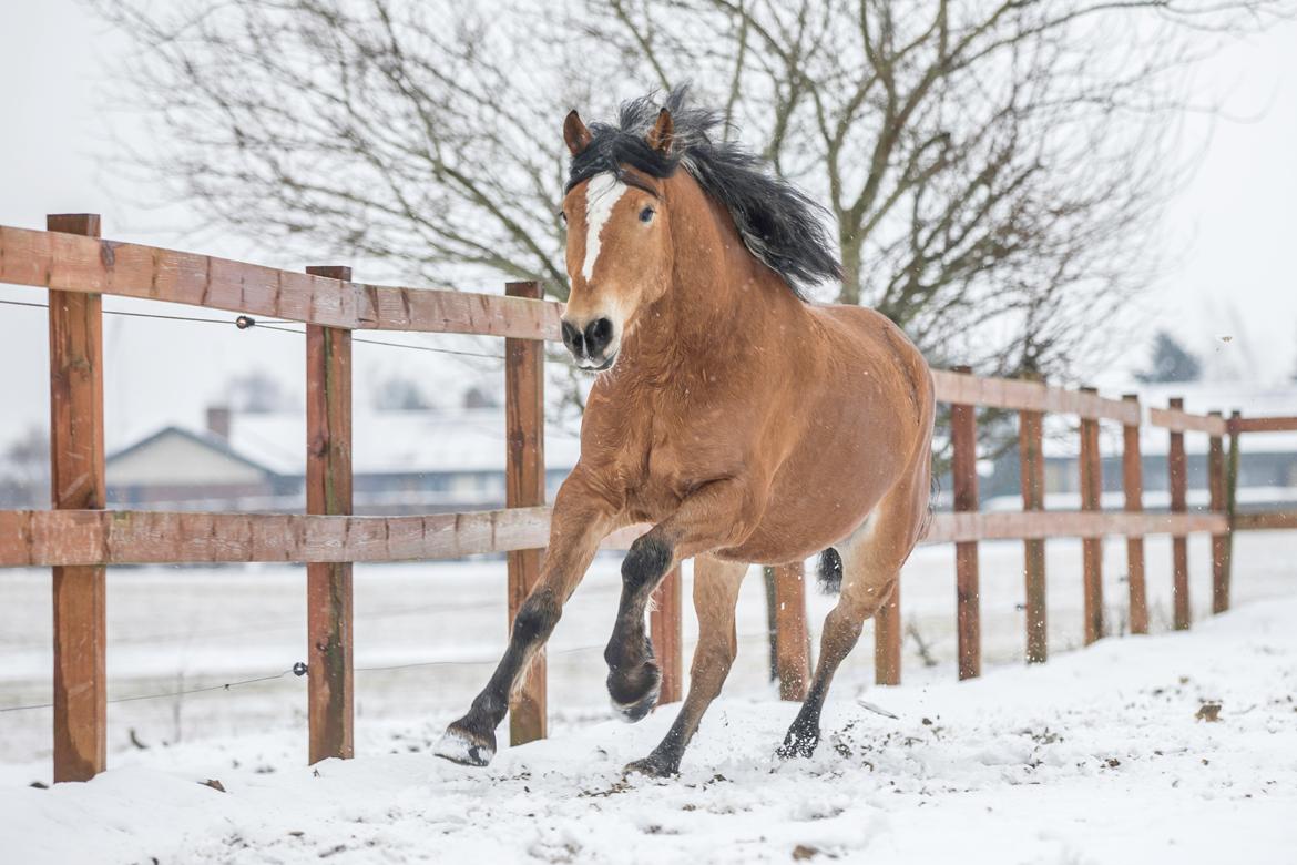 Anden særlig race Revsgaards primo - 15 billede 19