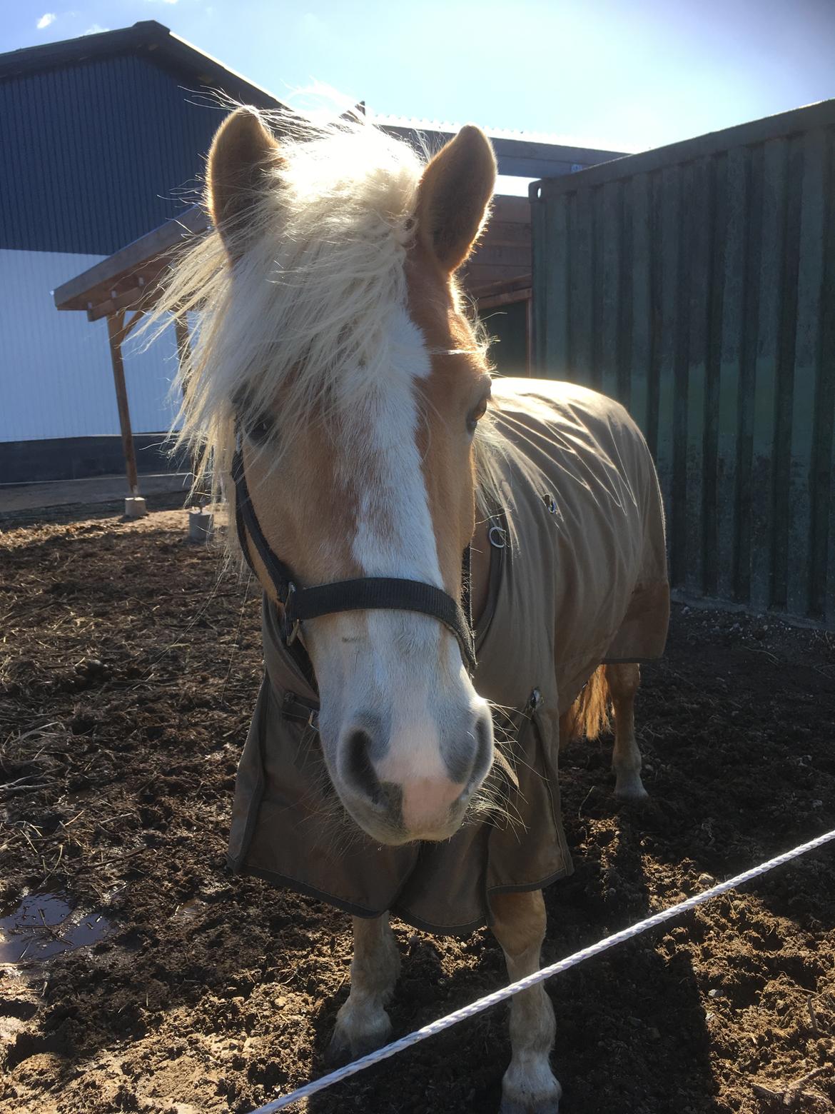 Haflinger Mille *PART* billede 1