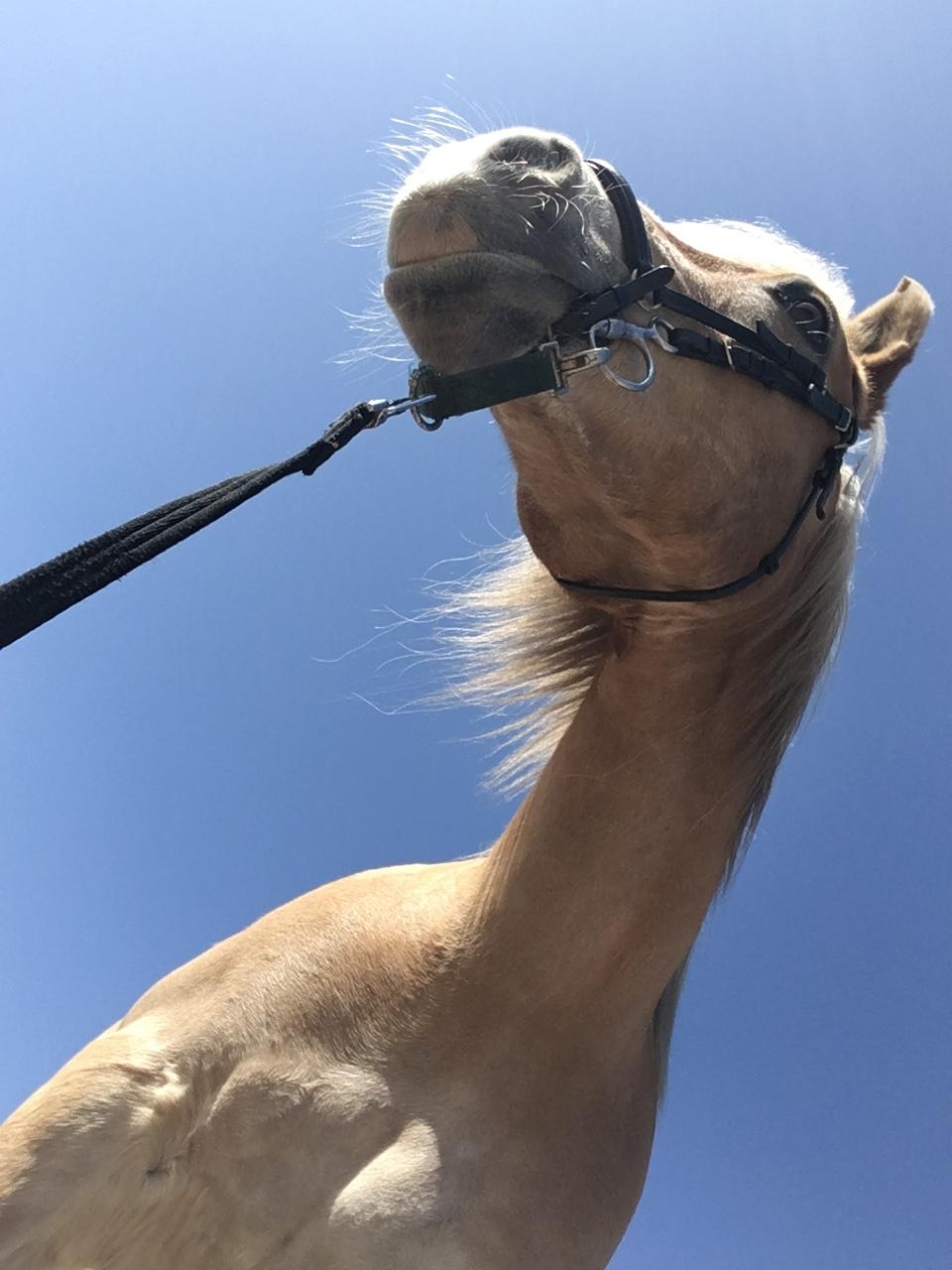 Haflinger Mille *PART* billede 3