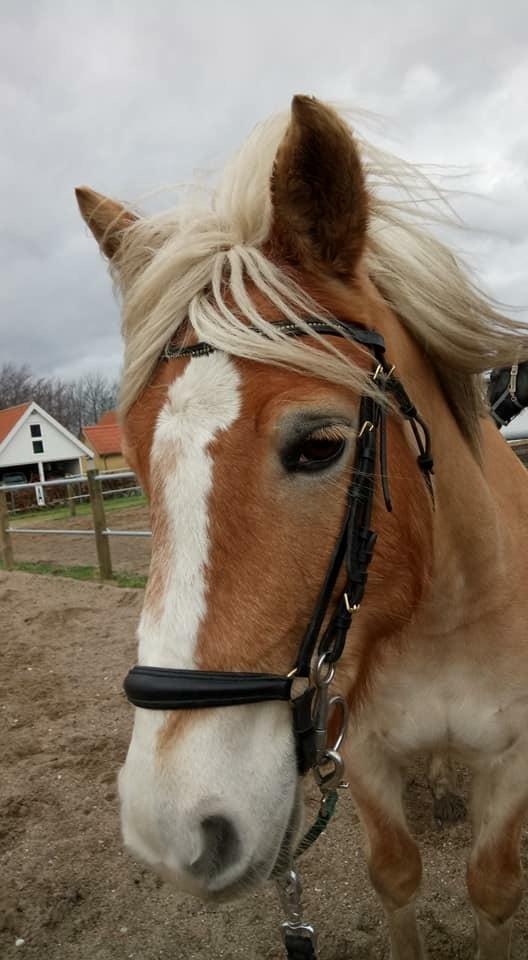 Haflinger Mille *PART* billede 6