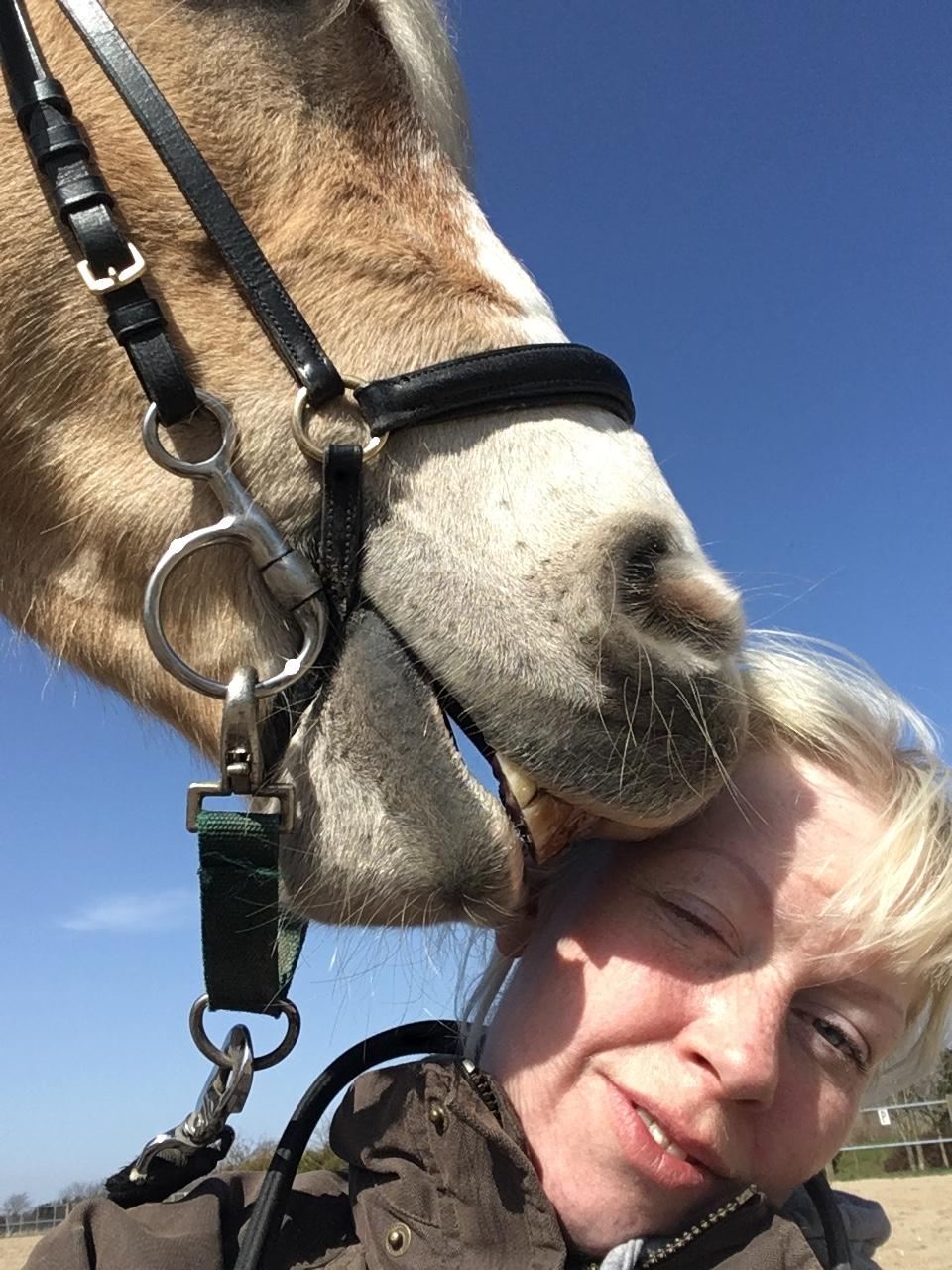 Haflinger Mille *PART* billede 2