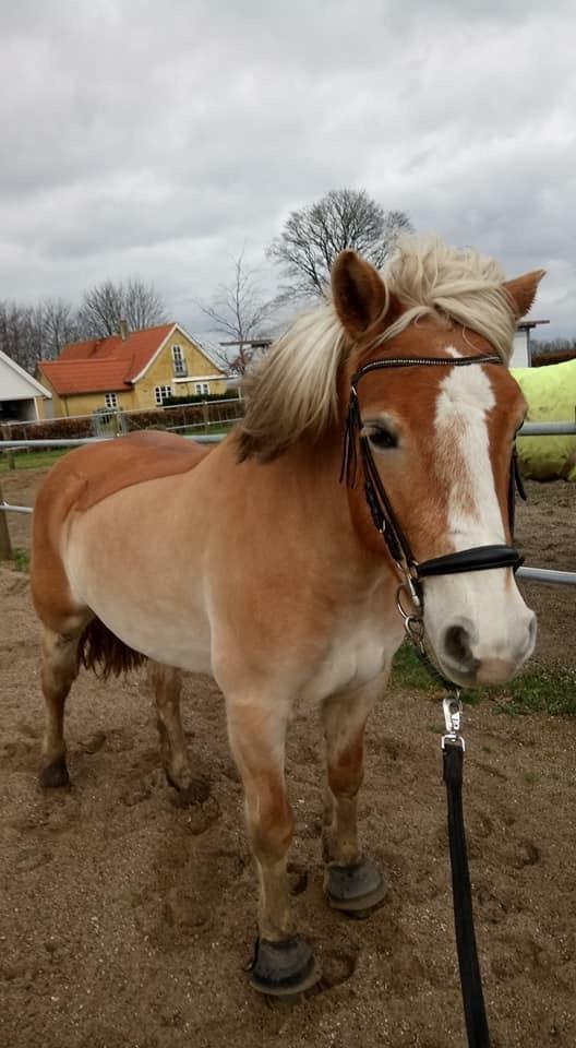 Haflinger Mille *PART* billede 7