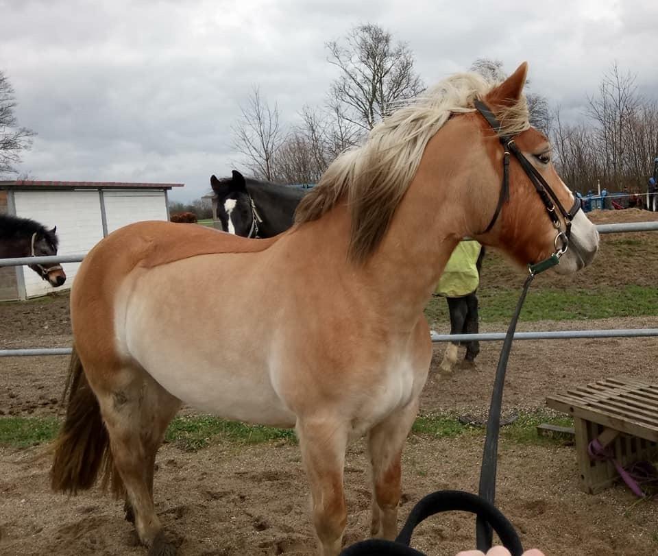 Haflinger Mille *PART* billede 8
