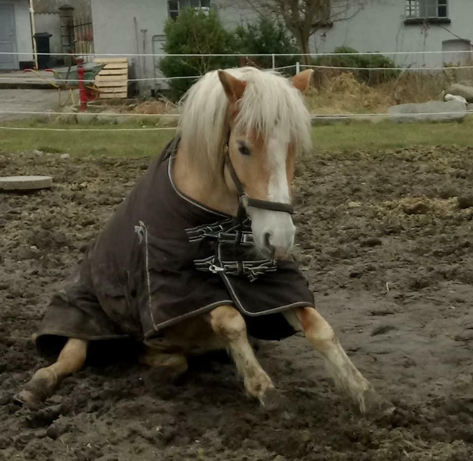 Haflinger Mille *PART* billede 11