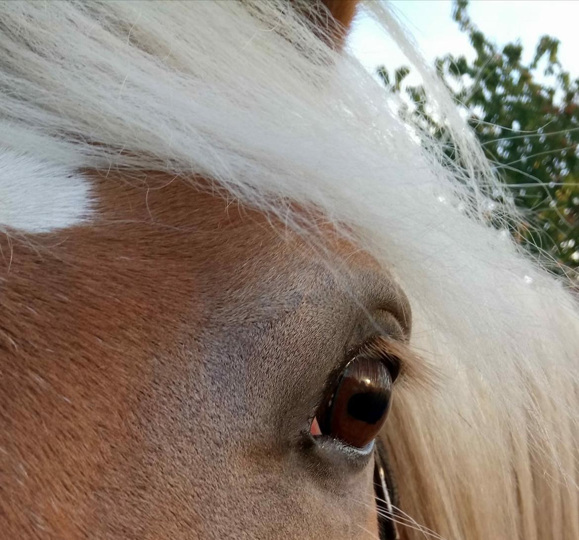 Haflinger Mille *PART* billede 14