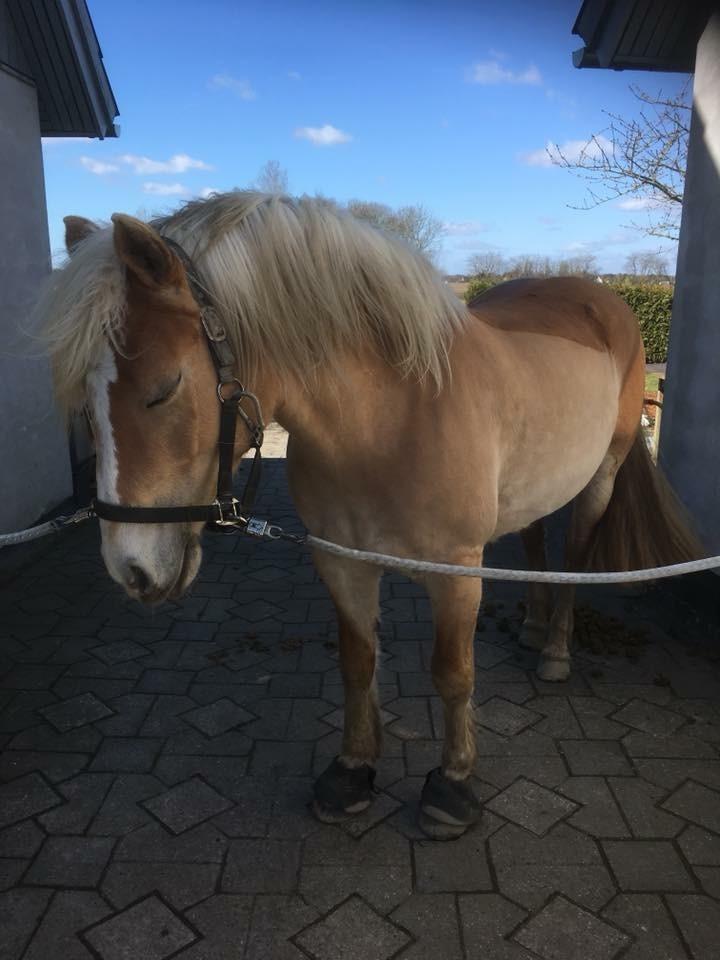 Haflinger Mille *PART* billede 12