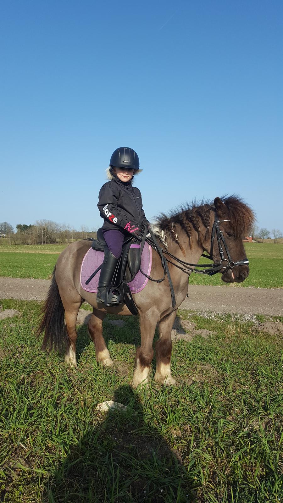 Anden særlig race Filuca  billede 1