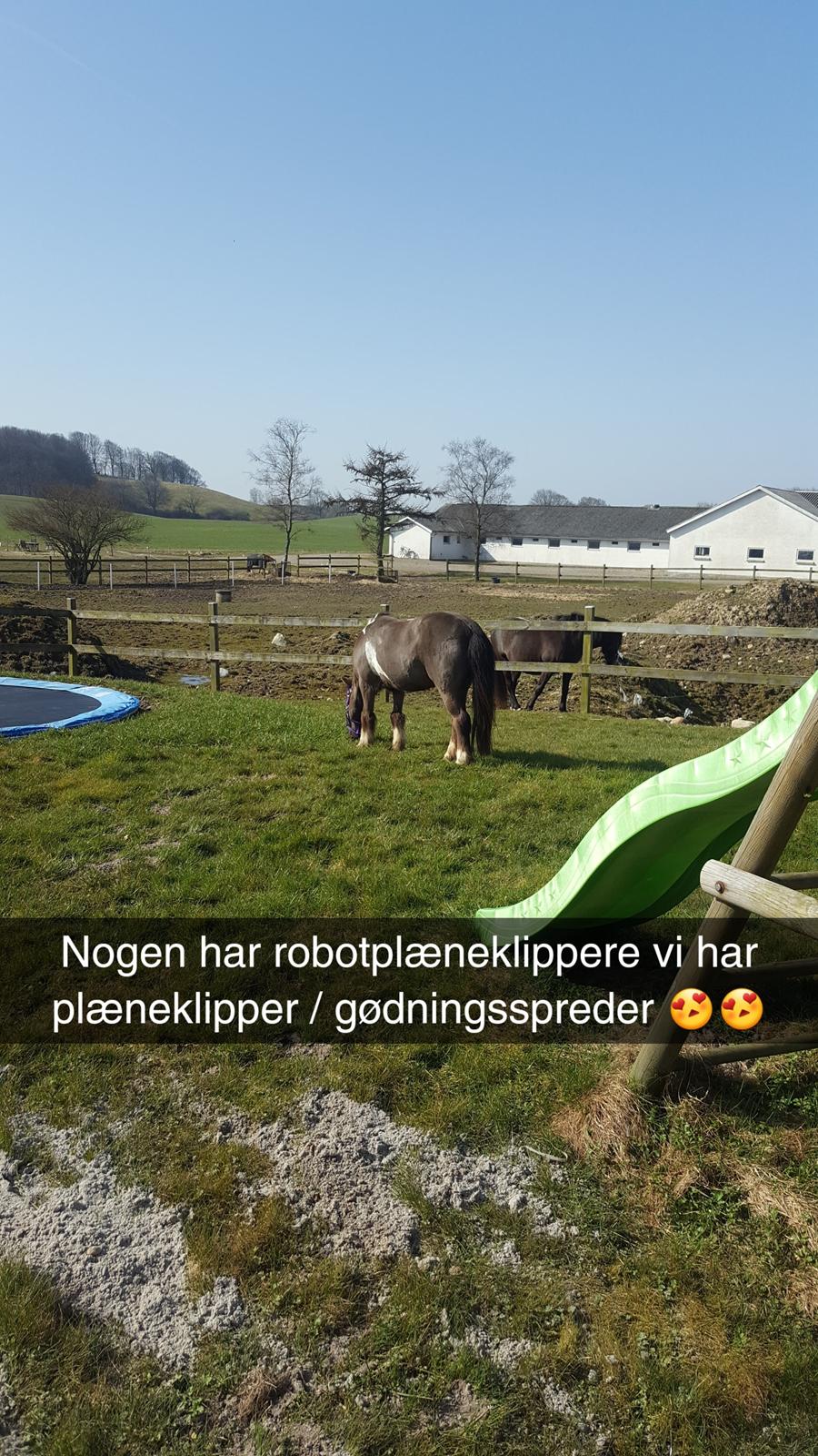 Anden særlig race Filuca  billede 18