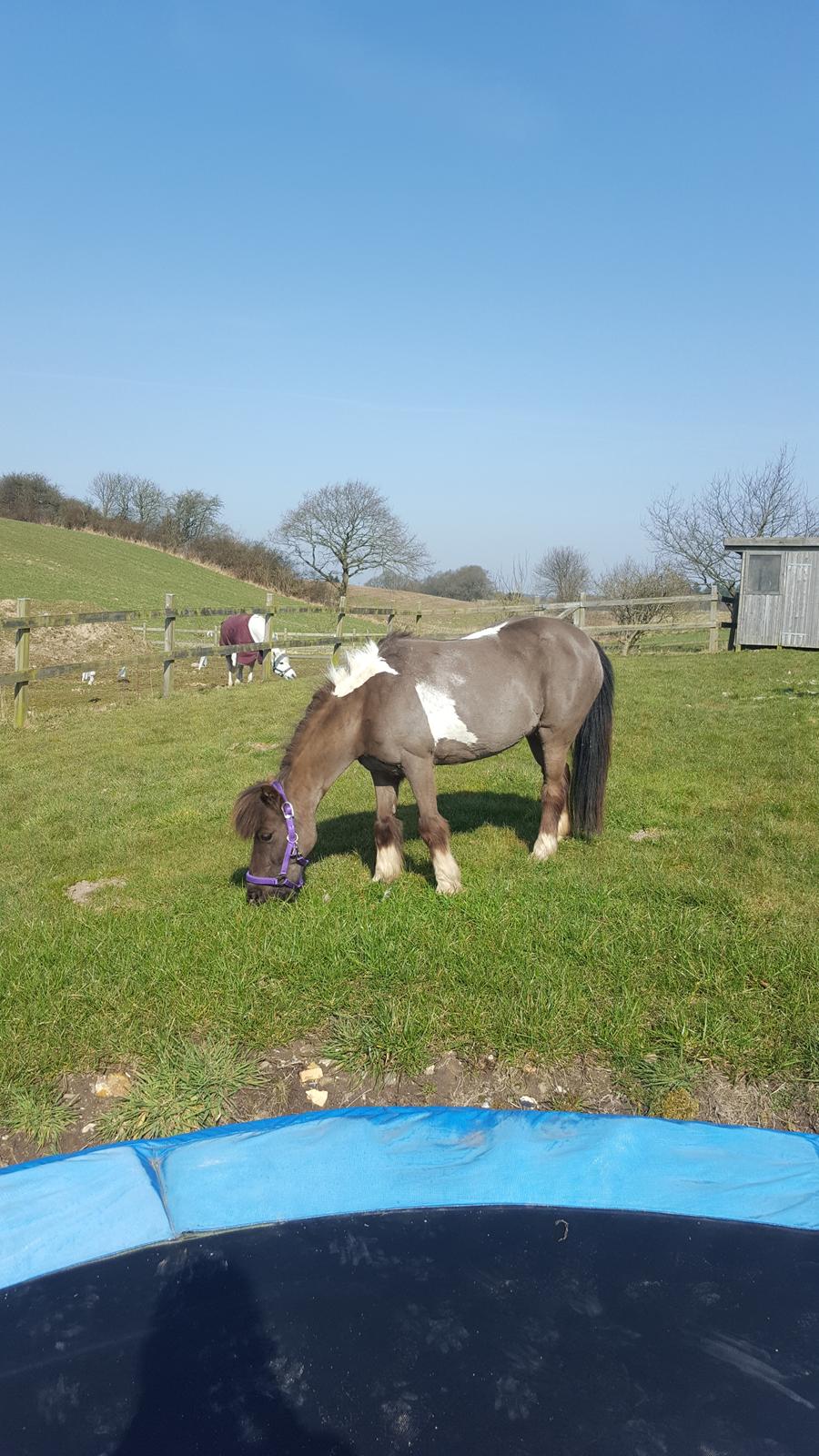 Anden særlig race Filuca  billede 16