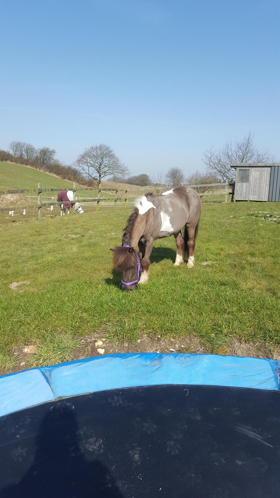 Anden særlig race Filuca  billede 17