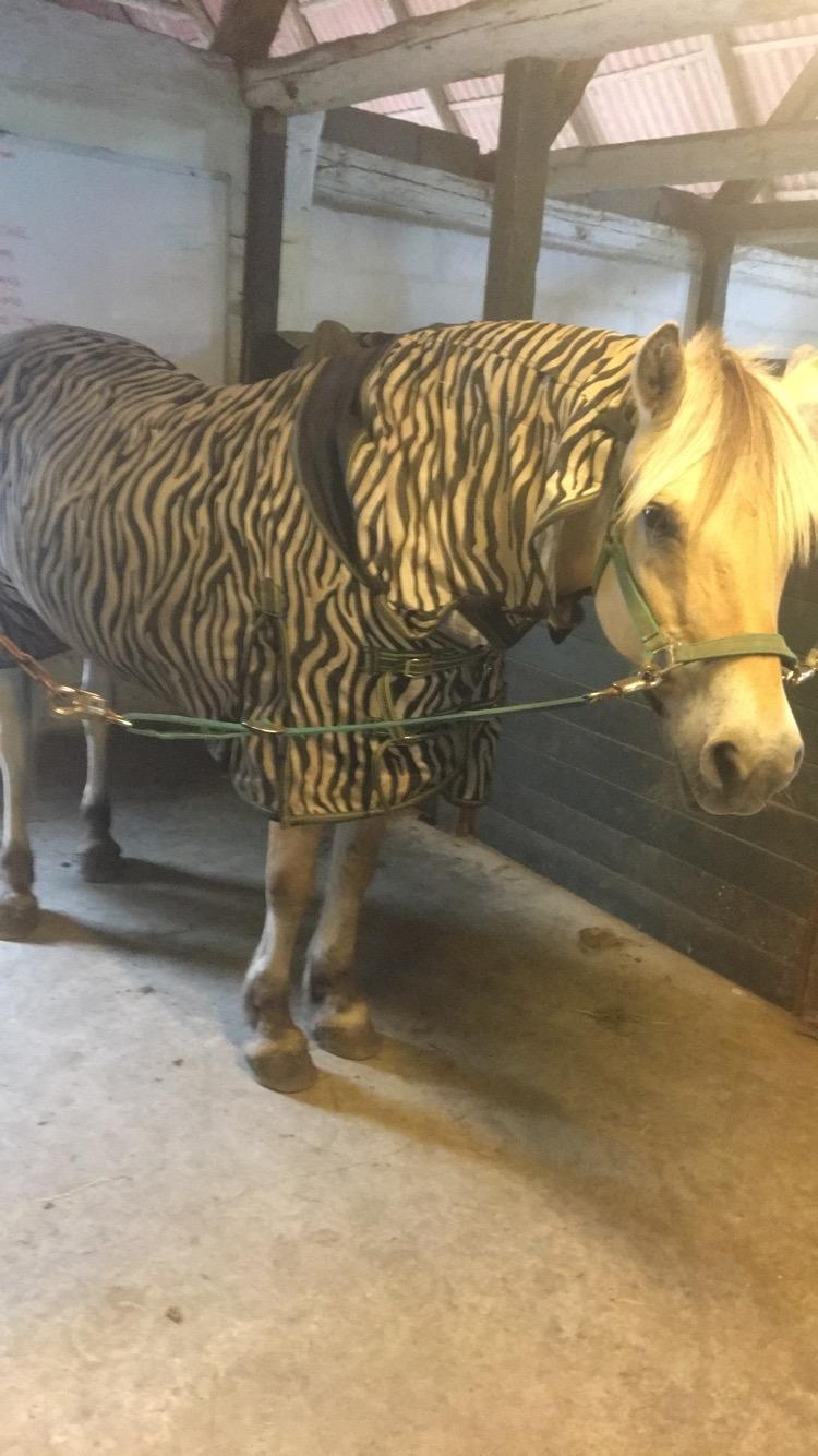 Fjordhest Sasja - I sommers havde hun manen klippet af pga. Sommereksem  billede 14