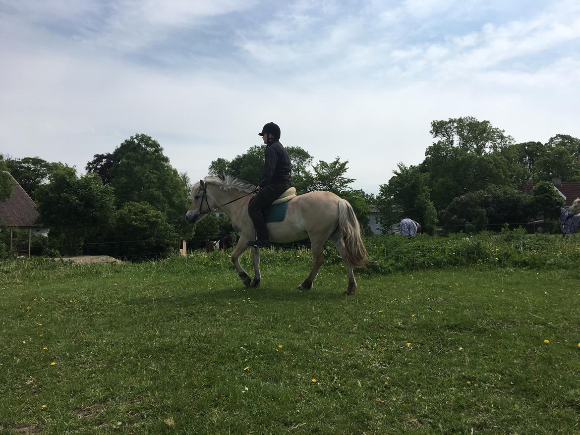 Fjordhest Sasja - Sasja og min kæreste  billede 15