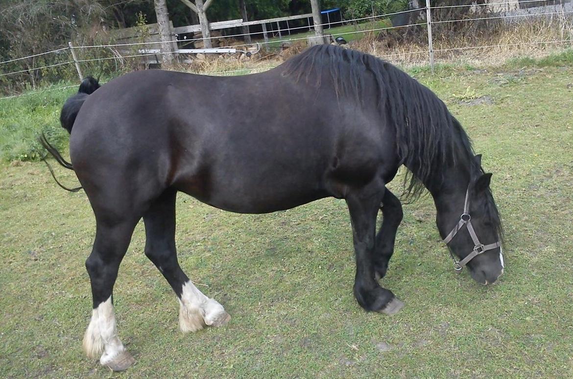 Welsh Cob (sec D) Donna (Frikadellen) billede 37