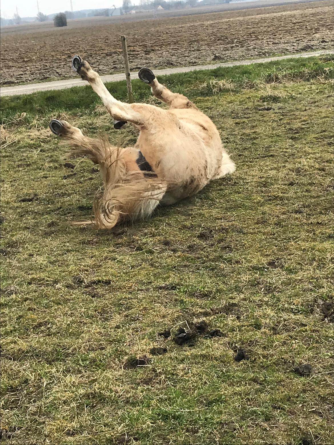 Islænder Jònina fra Isafold  billede 9