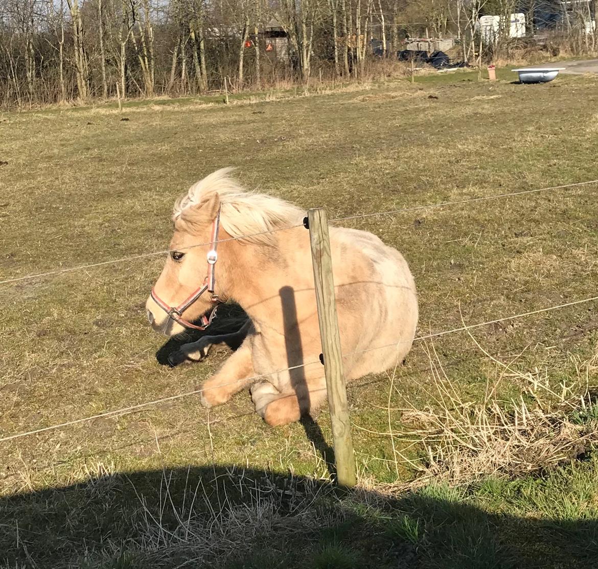 Islænder Jònina fra Isafold  billede 10