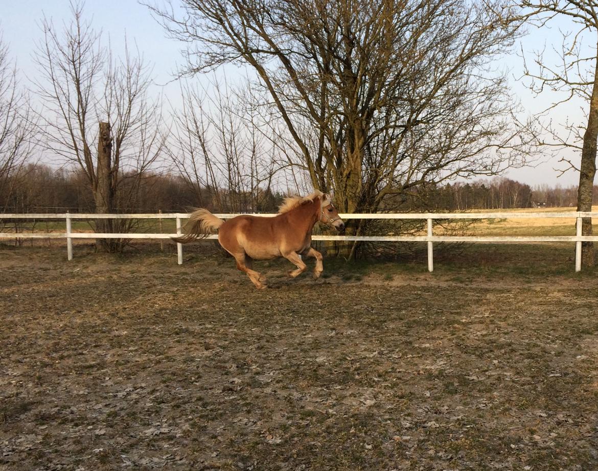 Haflinger Duchess *Dysse* billede 16