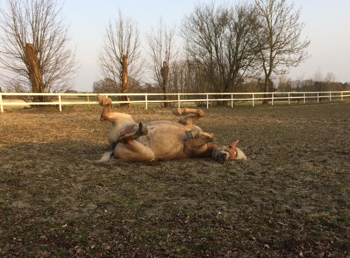 Haflinger Duchess *Dysse* billede 18