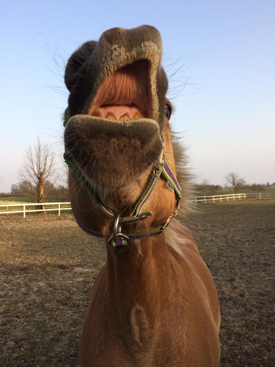 Haflinger Duchess *Dysse* billede 19