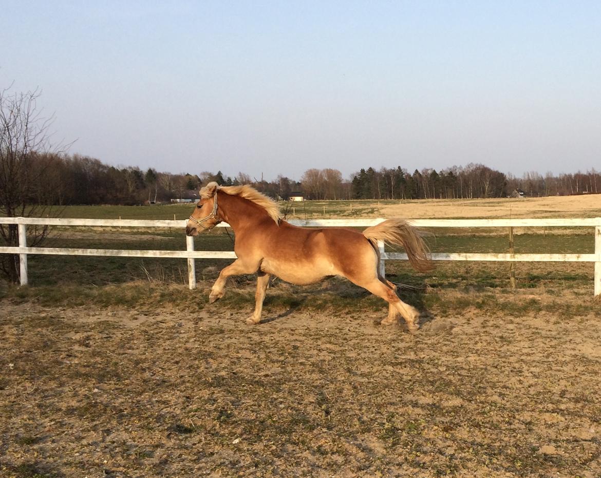 Haflinger Duchess *Dysse* billede 17