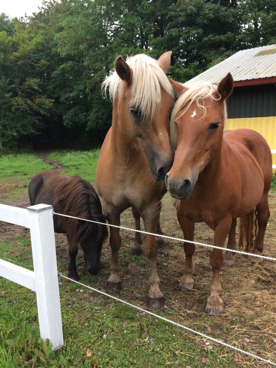 Haflinger Duchess *Dysse* billede 20