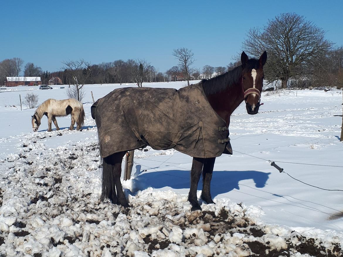 Traver Joy Game billede 13