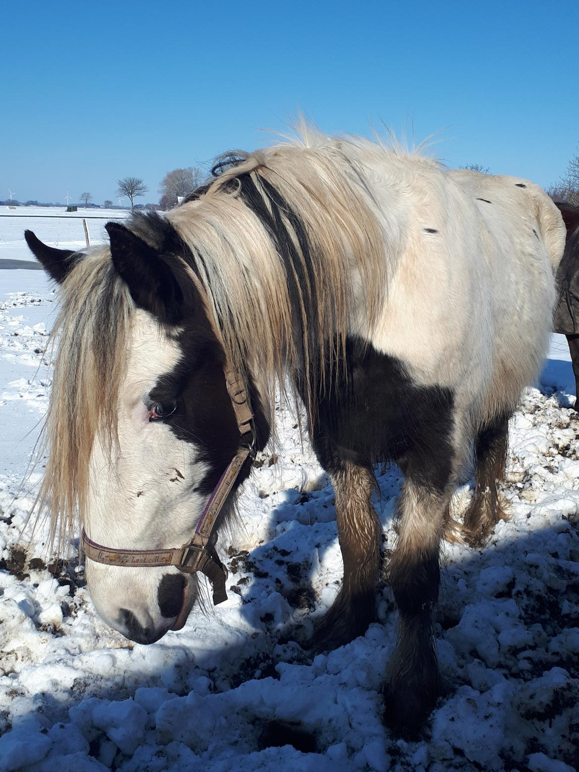 Drumhorse Alanas Dunja et Drumhorse Giant - April 2018 billede 18