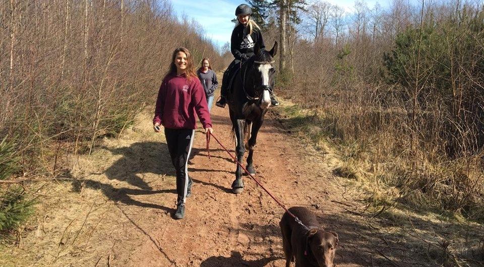 Dansk Varmblod Norupgårds trendygirl - Min uerfarende lillesøster med på tur billede 14