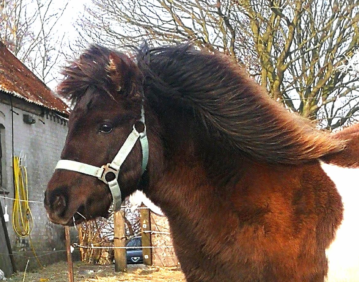 Shetlænder Skovholm Fenris billede 9