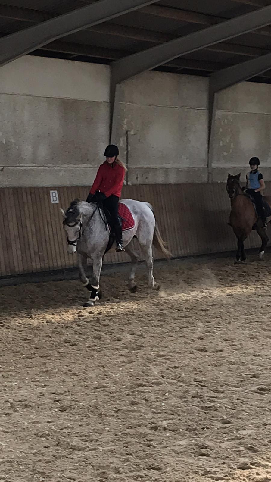 Holstener Tivalis billede 11