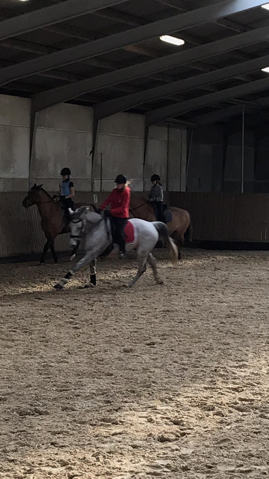 Holstener Tivalis billede 12