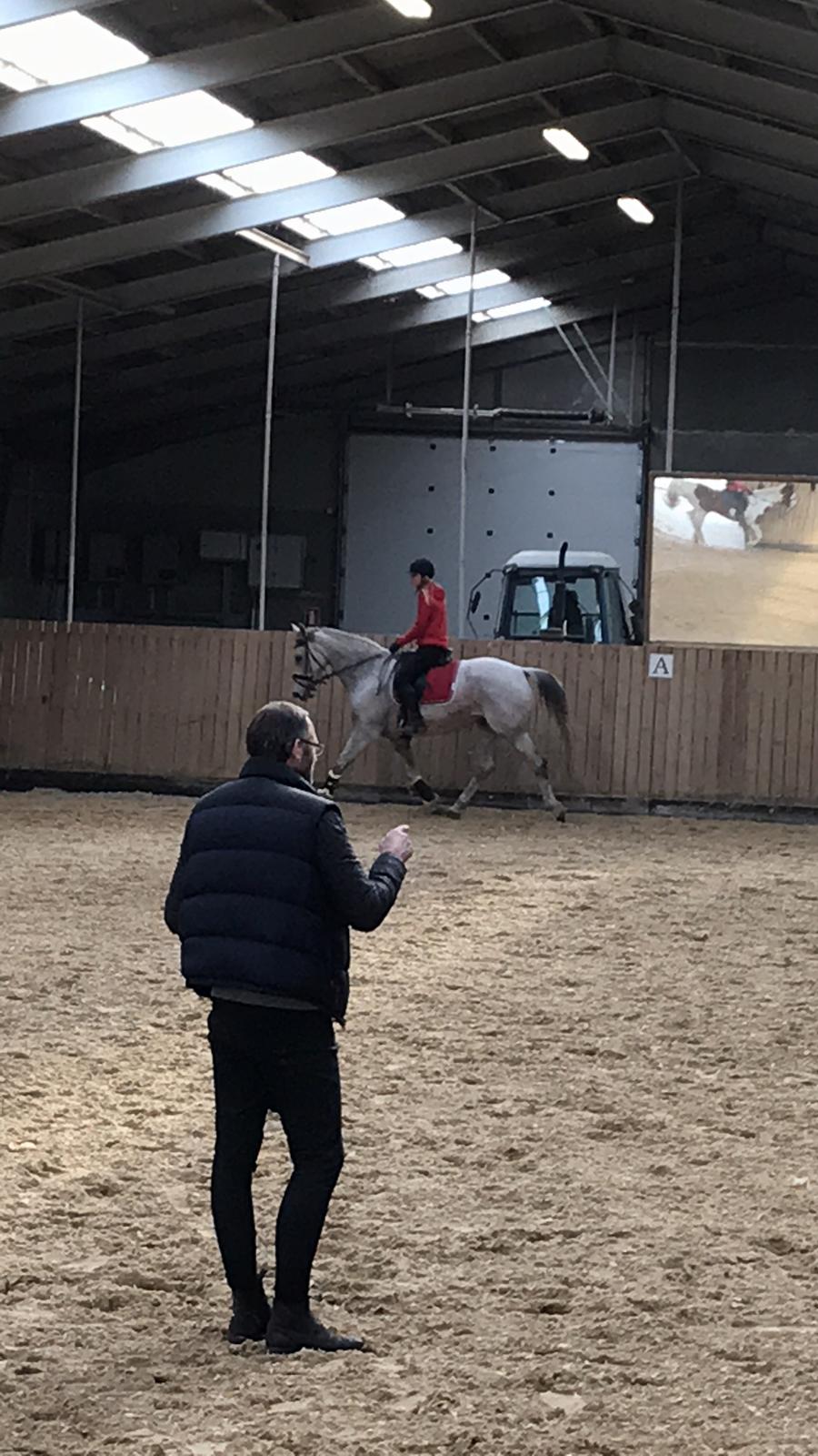 Holstener Tivalis billede 13