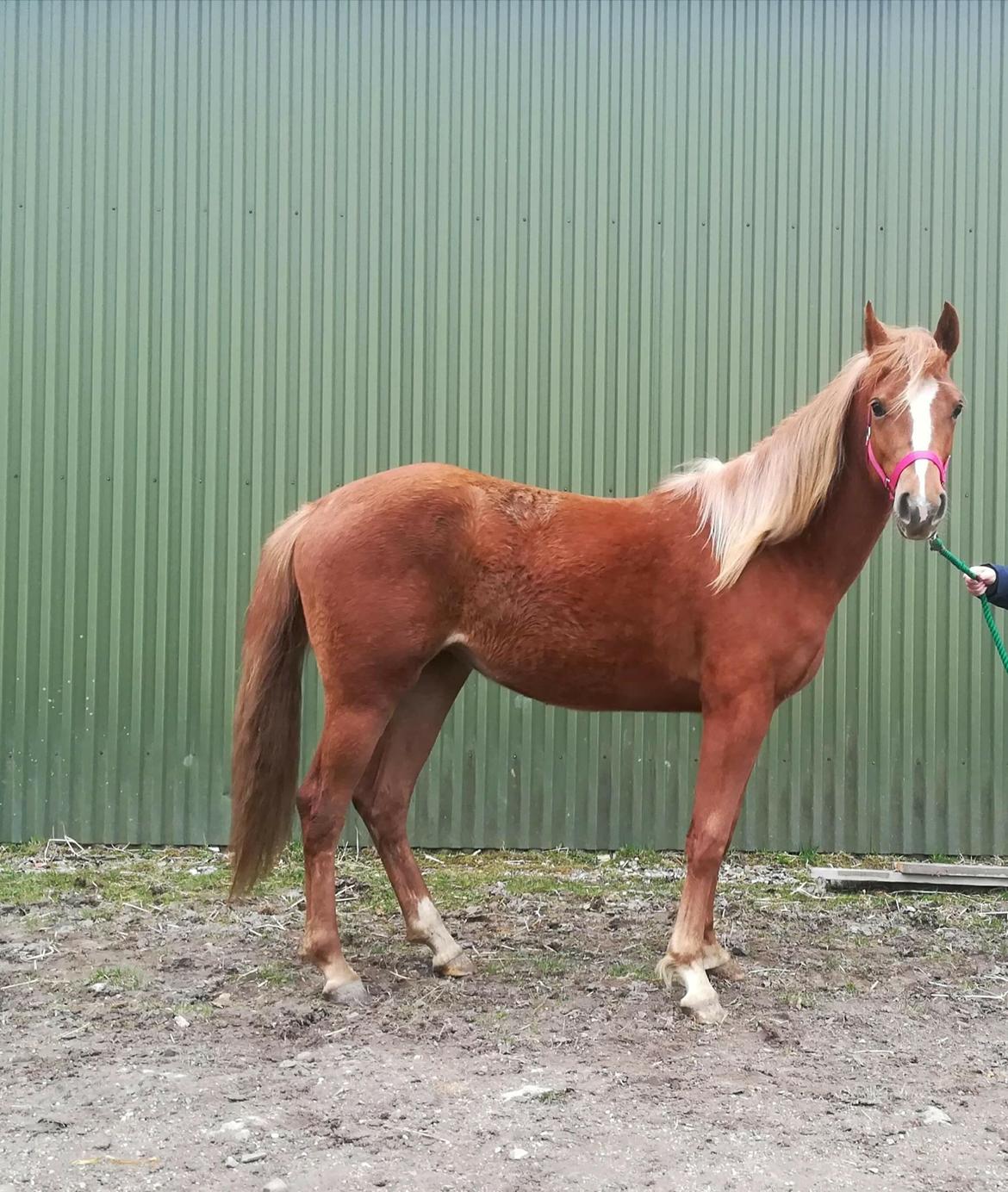 Anden særlig race Lea´s Waya Von Saint Pierre SOLGT billede 3
