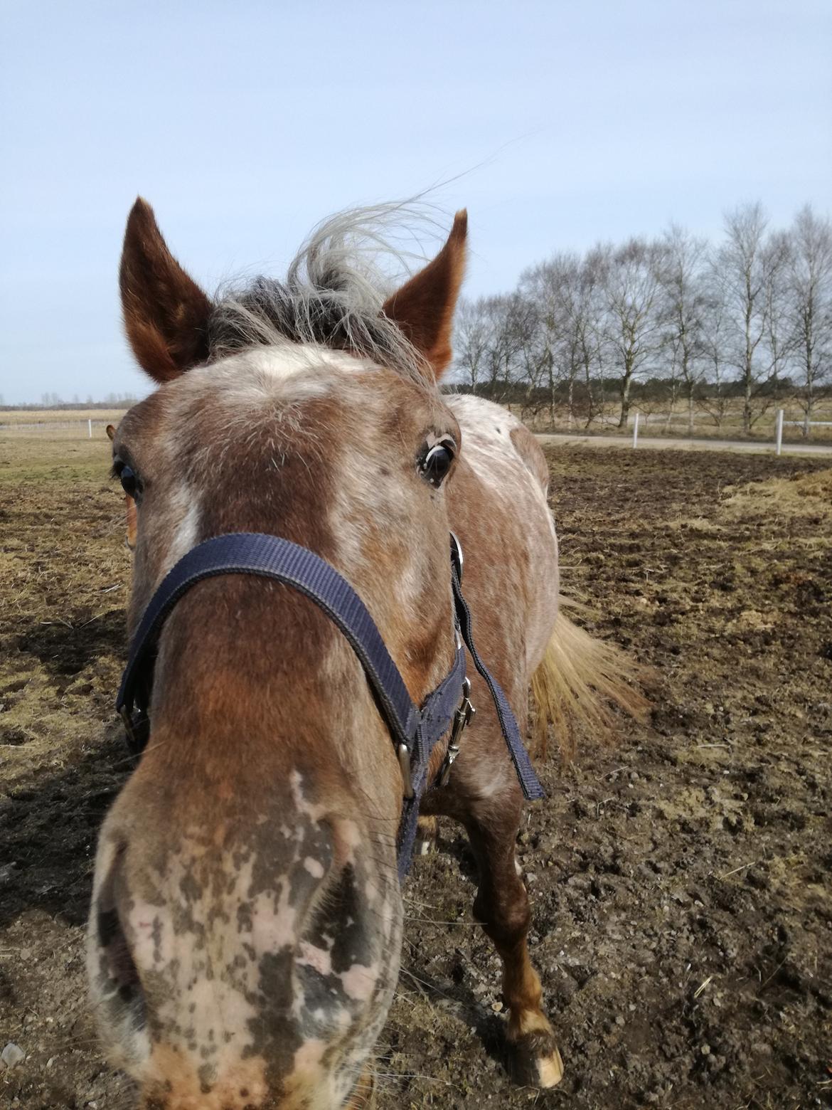 Anden særlig race Dybro Surprice  billede 5