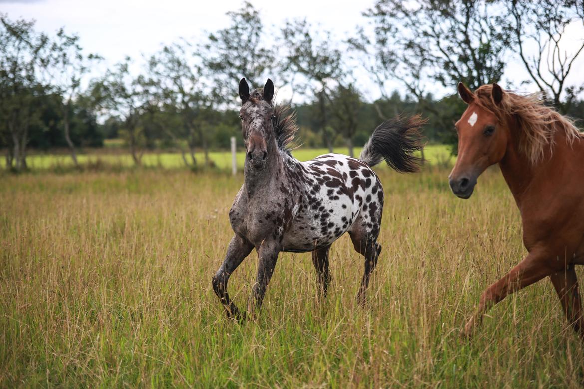 Knabstrupper Ingemanns korsika (afdød 22-1 2021) billede 10