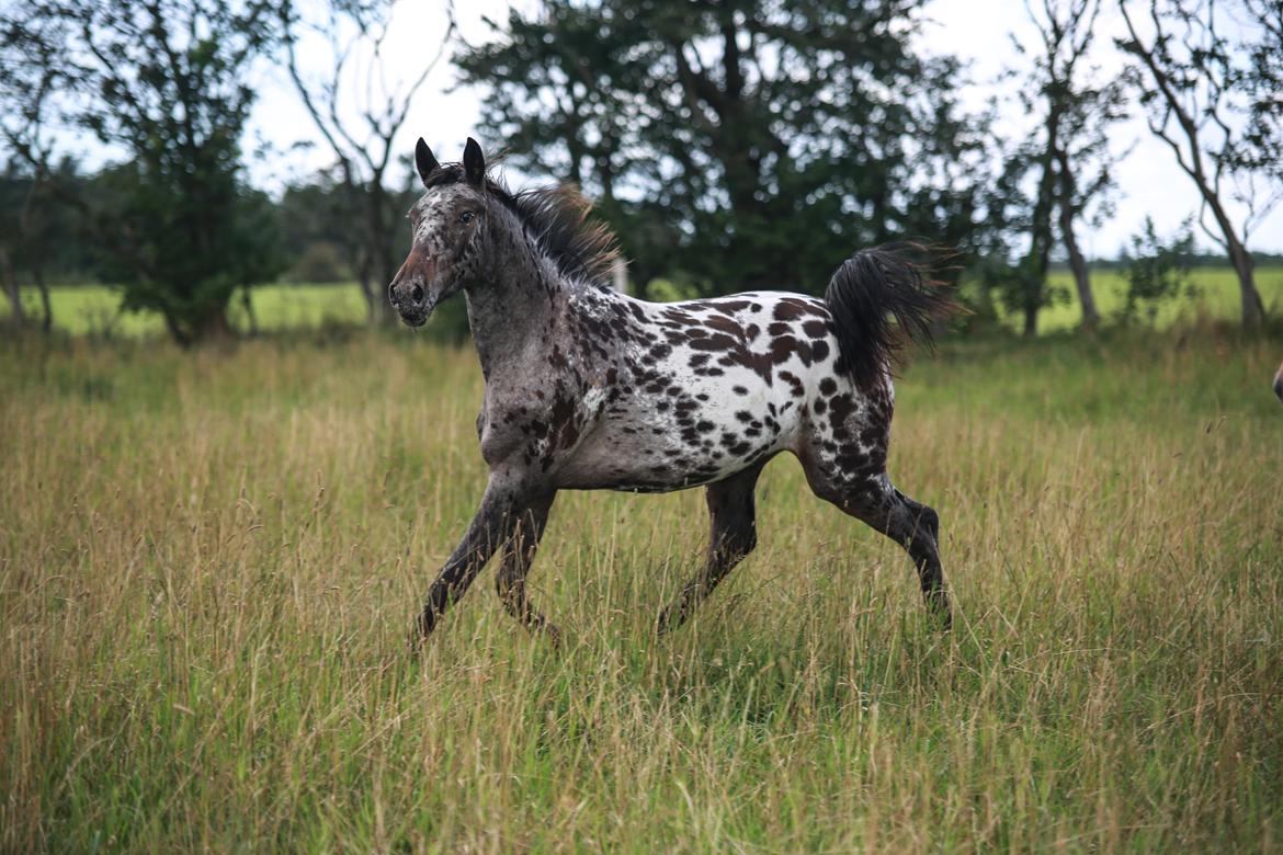 Knabstrupper Ingemanns korsika (afdød 22-1 2021) billede 4