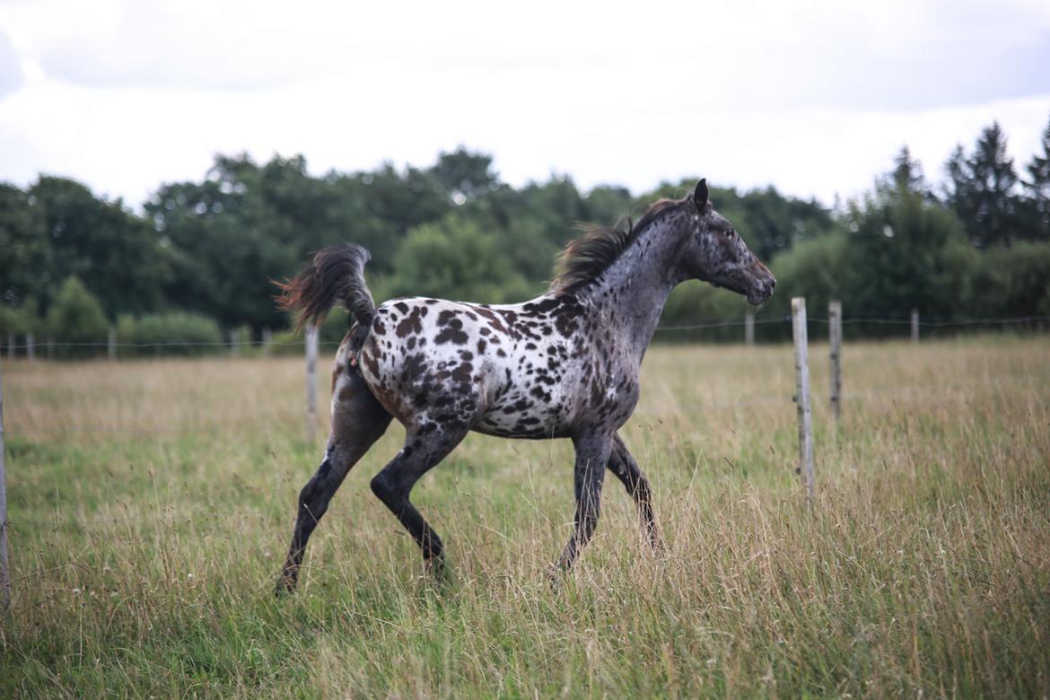 Knabstrupper Ingemanns korsika (afdød 22-1 2021) billede 12