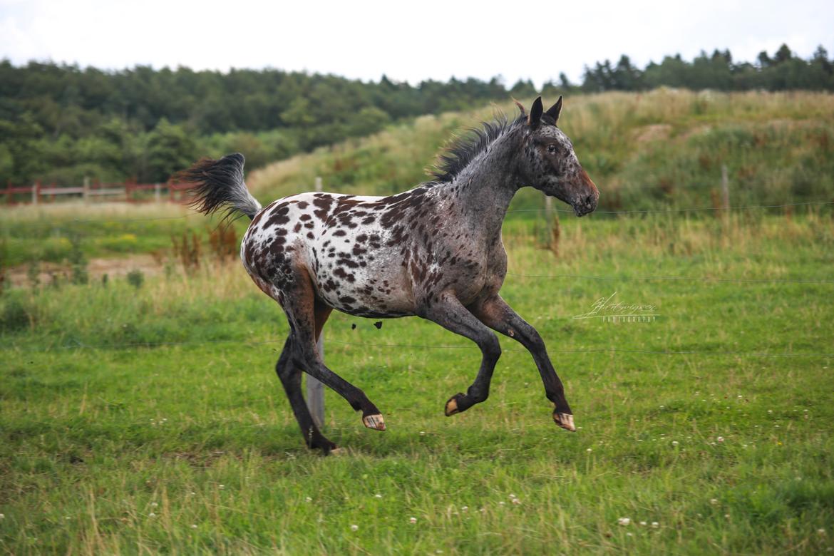 Knabstrupper Ingemanns korsika (afdød 22-1 2021) billede 5