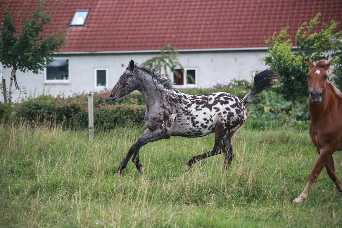 Knabstrupper Ingemanns korsika (afdød 22-1 2021) billede 18