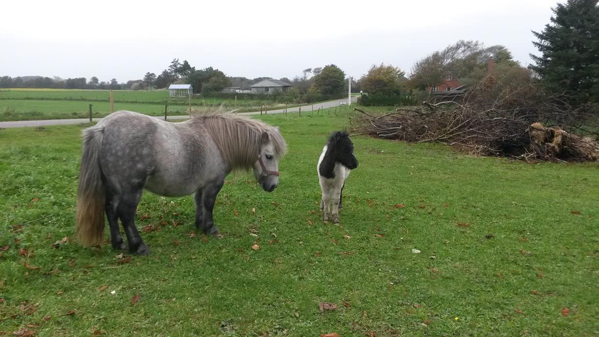 Shetlænder Lykkevangs Piccoline billede 4