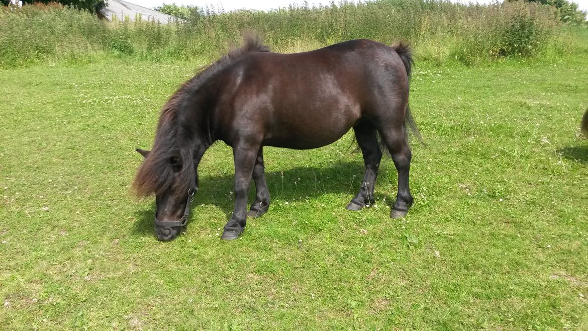 Shetlænder Refstrups Cassandra billede 4