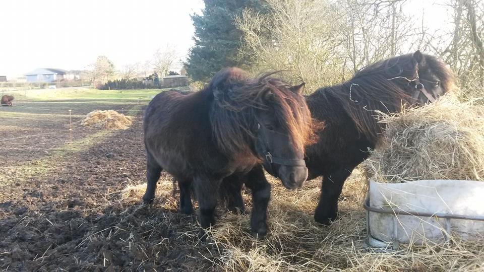 Shetlænder Refstrups Cassandra billede 6