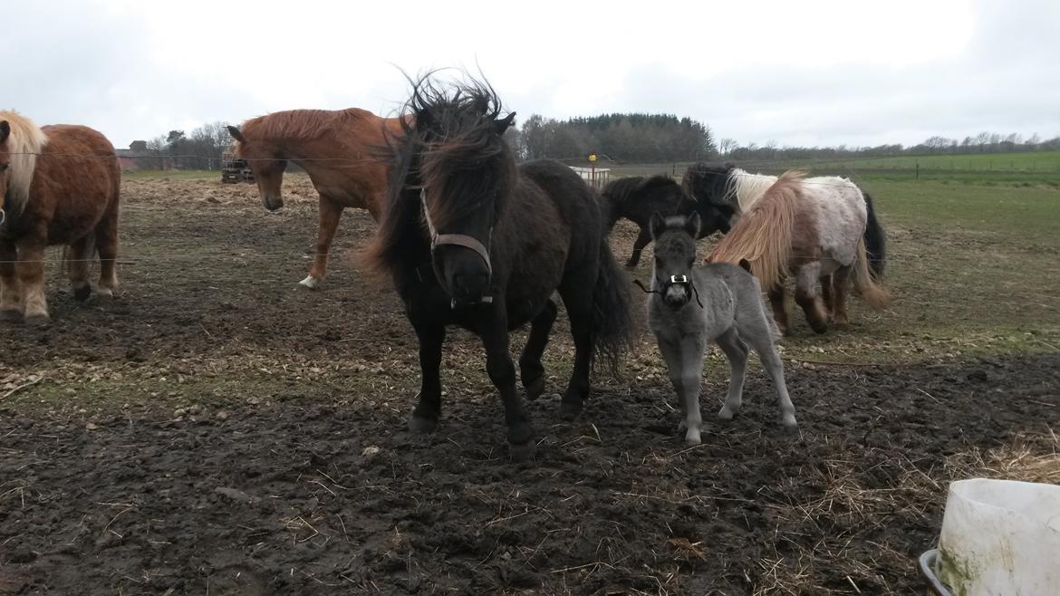 Shetlænder Refstrups Bell-Star billede 2