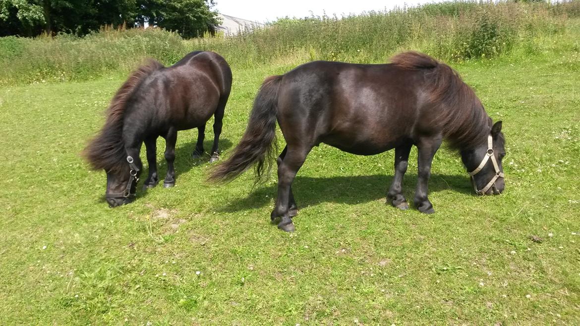 Shetlænder Refstrups Bell-Star billede 5