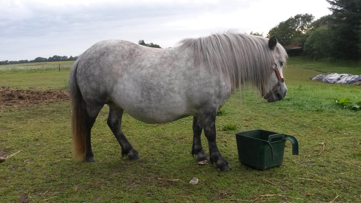 Shetlænder Sønderskovs Poolada billede 6