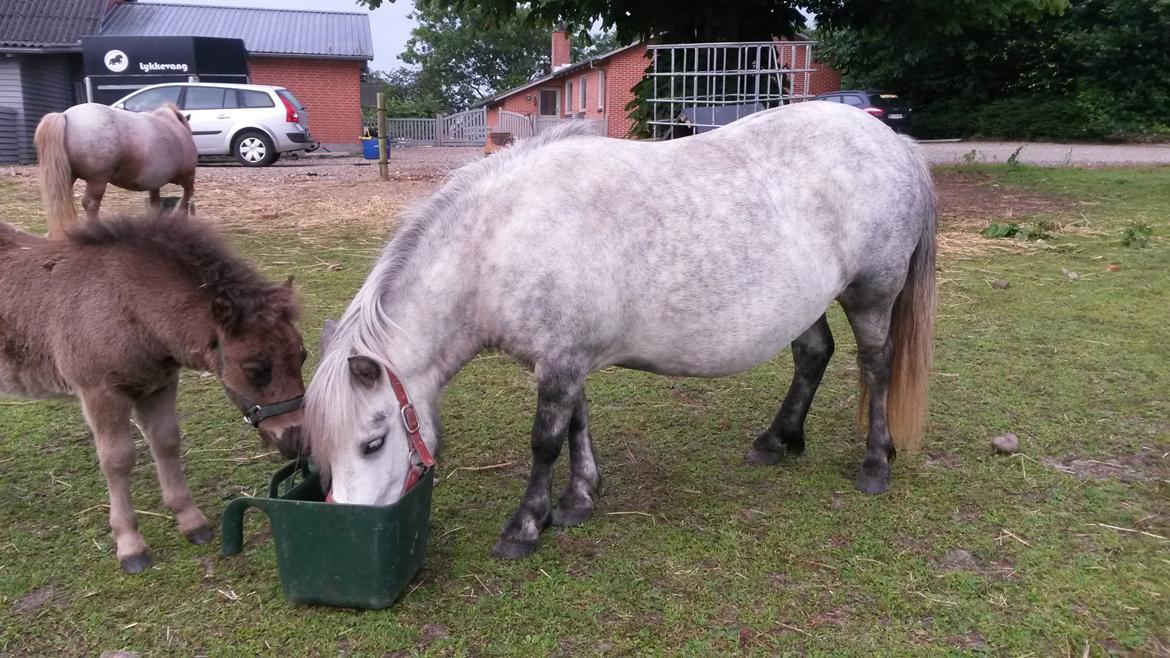 Shetlænder Sønderskovs Poolada billede 4
