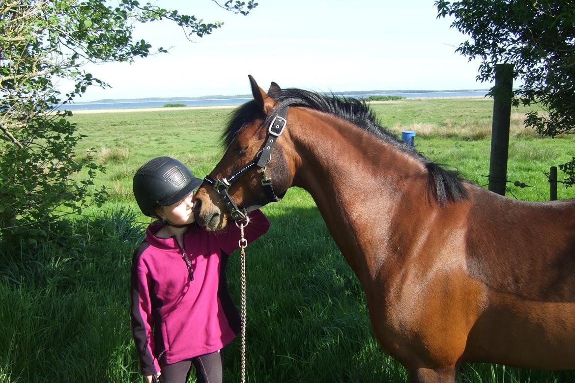 Welsh Pony (sec B) Amigo Ferrari <3 billede 9