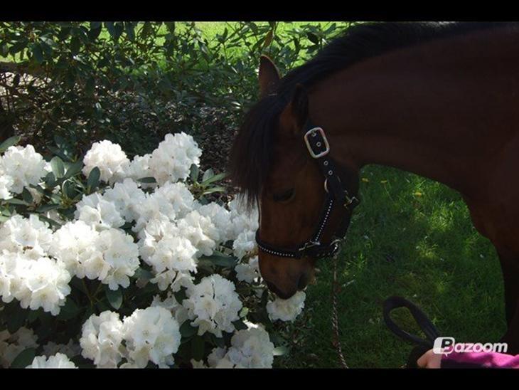 Welsh Pony (sec B) Amigo Ferrari <3 billede 12